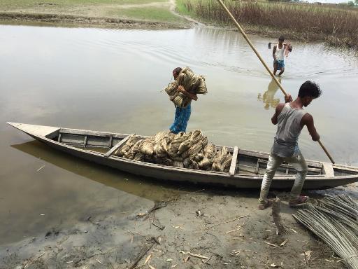 Carrying of RAW jute for drying